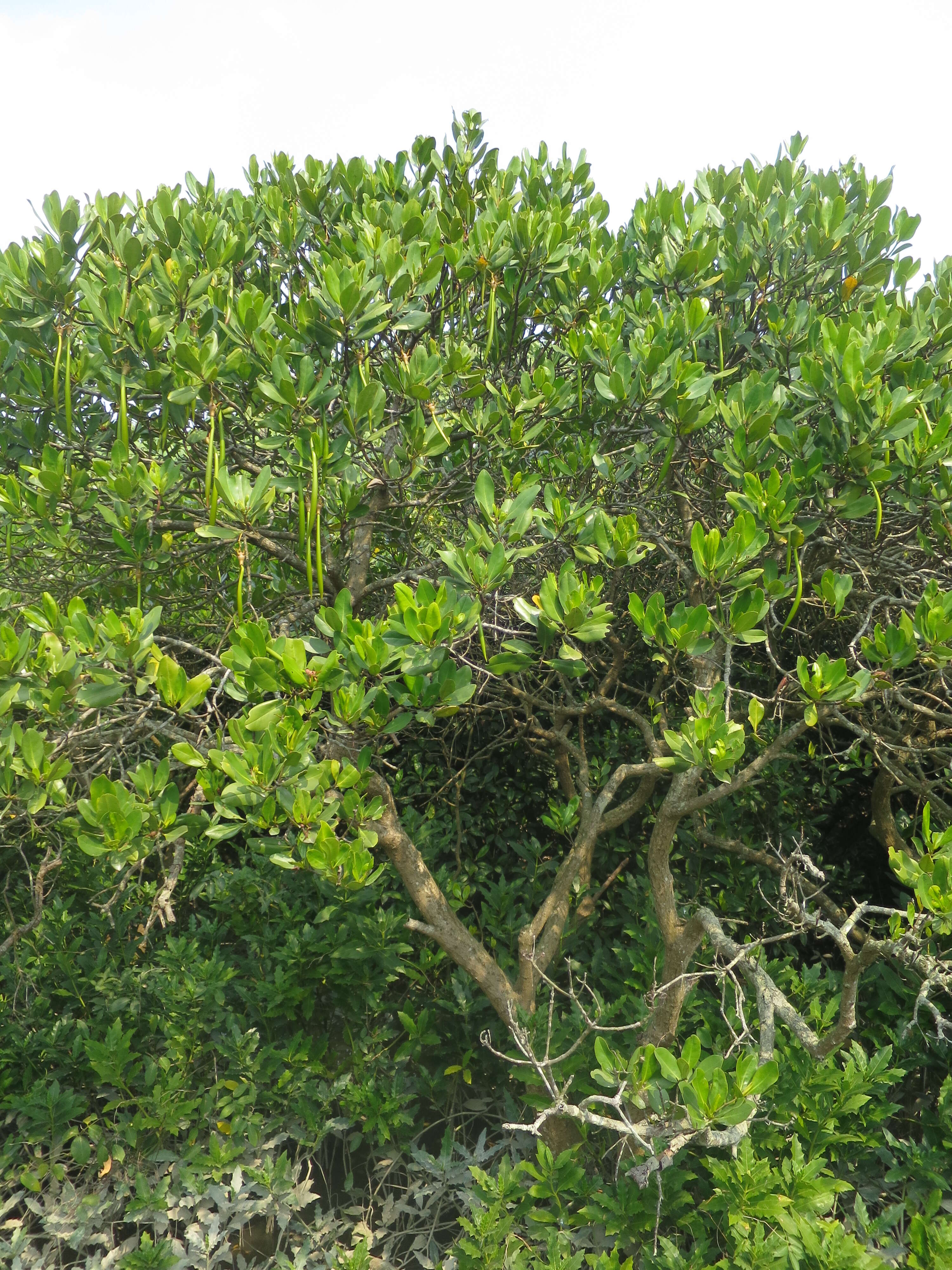 صورة Kandelia obovata Sheue, H. Y. Liu & J. W. H. Yong