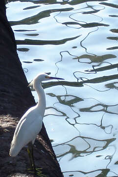 Image of Snowy Egret