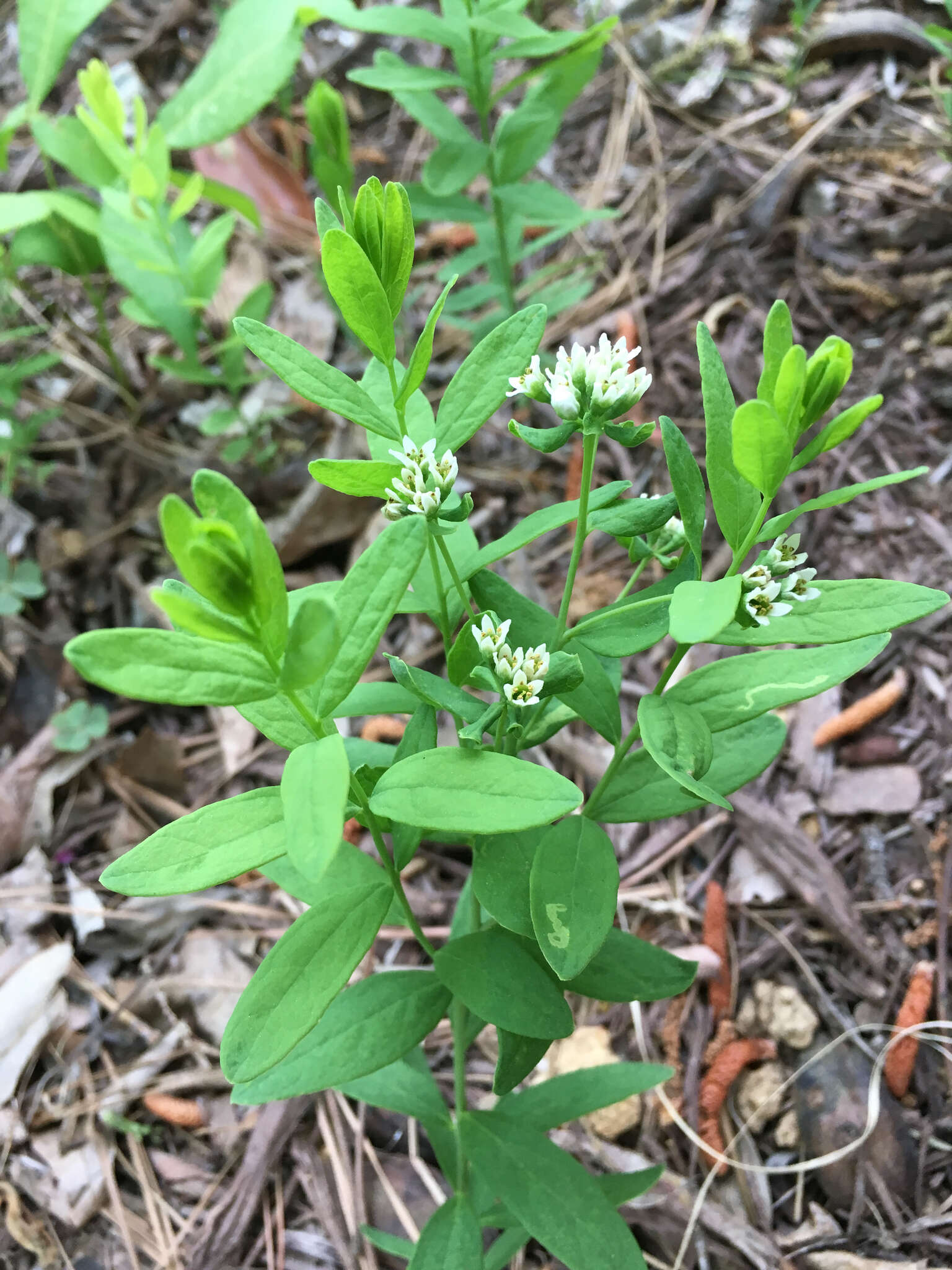 Image of bastard toadflax