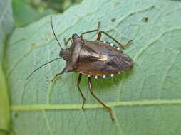 Image of Pentatoma rufipes