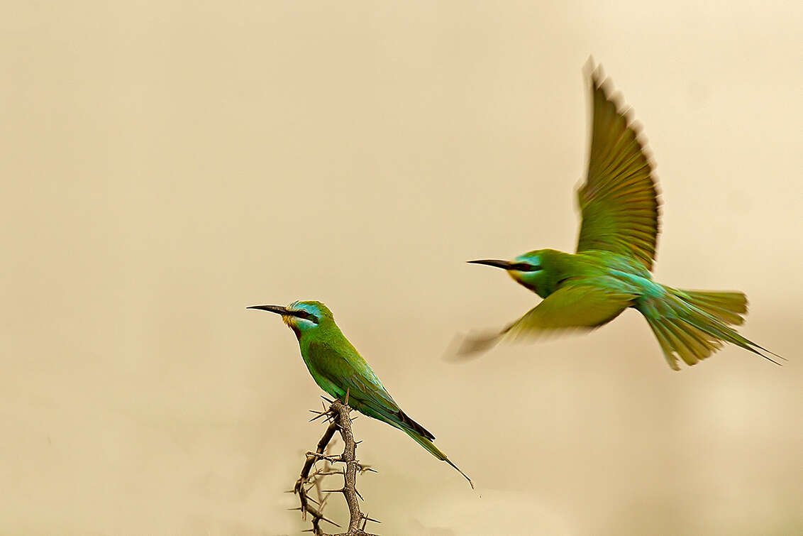 Image of Blue-cheeked Bee-eater