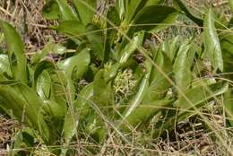 Image of Dwarf medlar