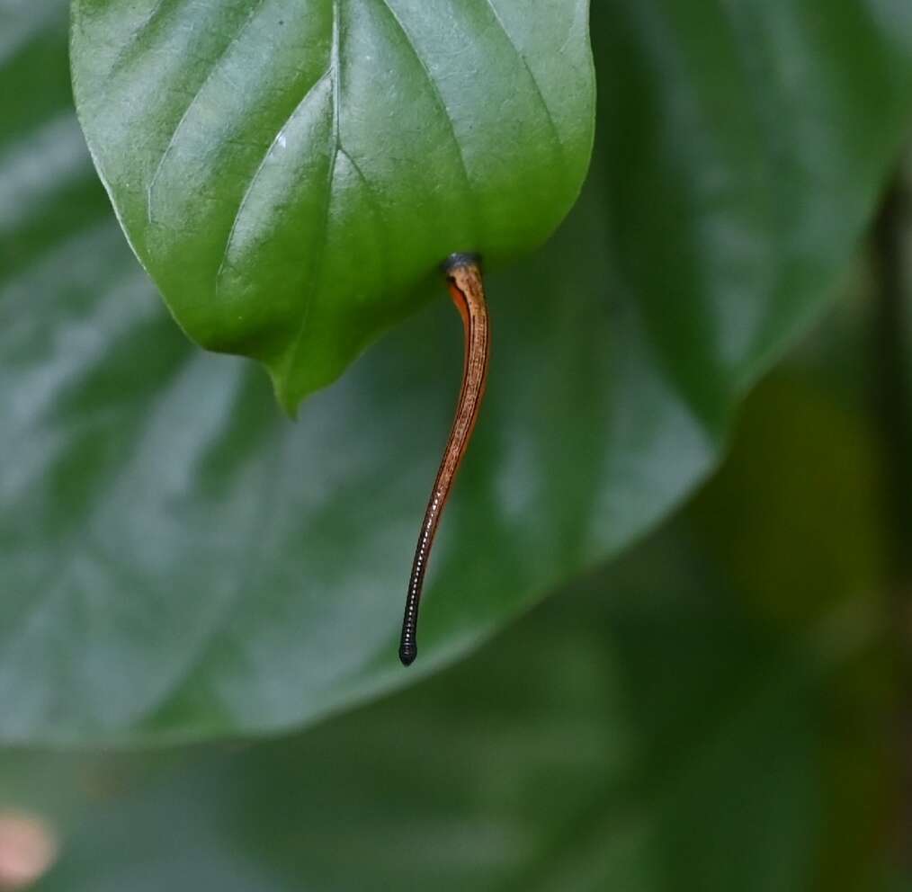 Image of Tiger Leech