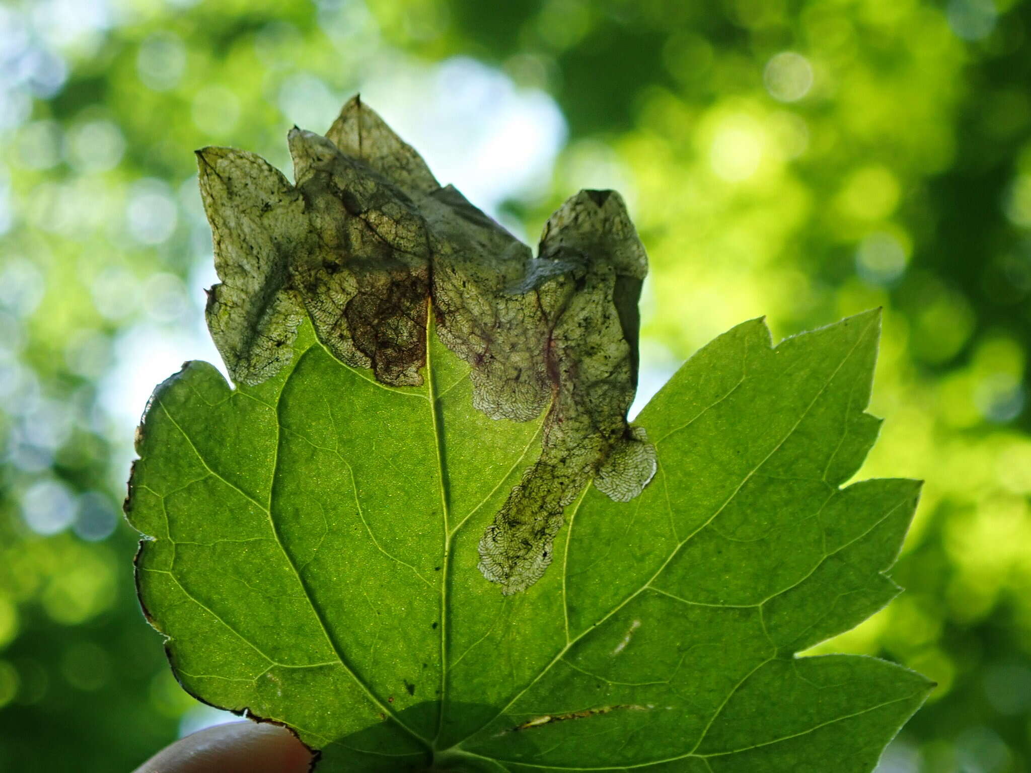 Sivun <i>Phytomyza actaeae</i> kuva