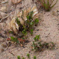 Imagem de Otholobium rotundifolium (L. fil.) C. H. Stirt.