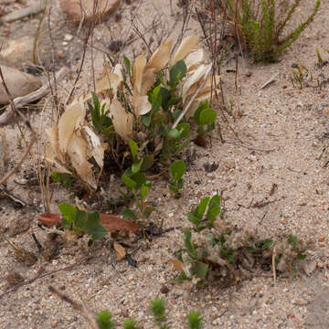 Image of Otholobium rotundifolium (L. fil.) C. H. Stirt.