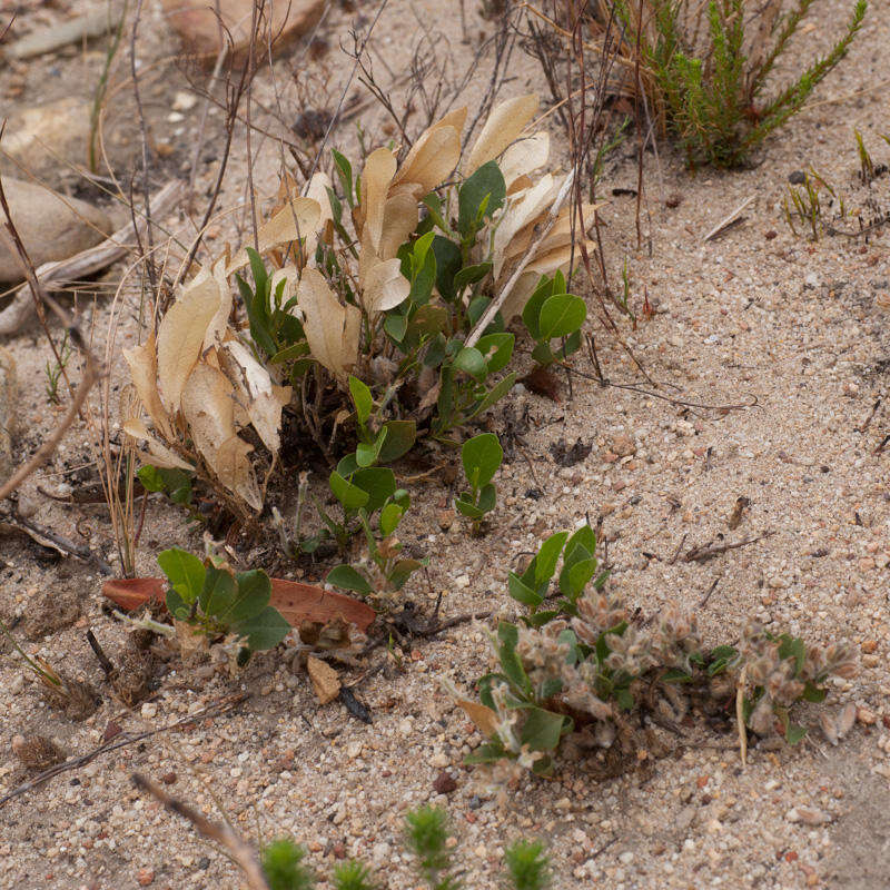 Imagem de Otholobium rotundifolium (L. fil.) C. H. Stirt.