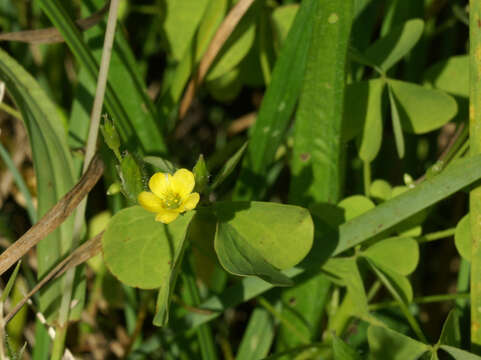 Image de Oxalis stricta