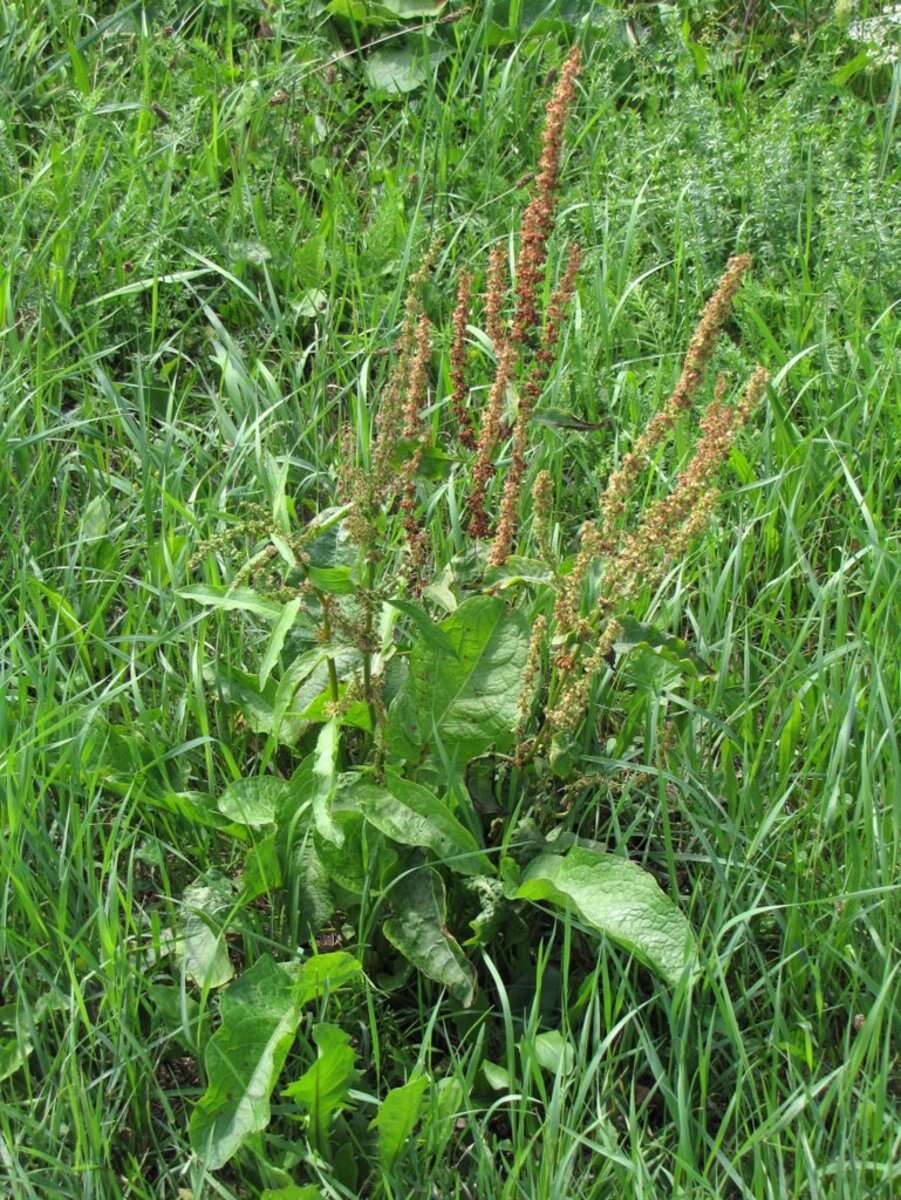 Imagem de Rumex obtusifolius L.