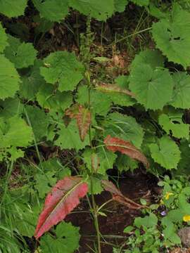 Imagem de Rumex obtusifolius L.