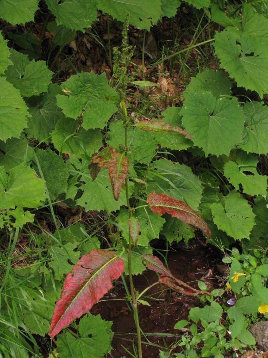 Imagem de Rumex obtusifolius L.