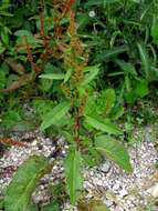 Imagem de Rumex obtusifolius L.