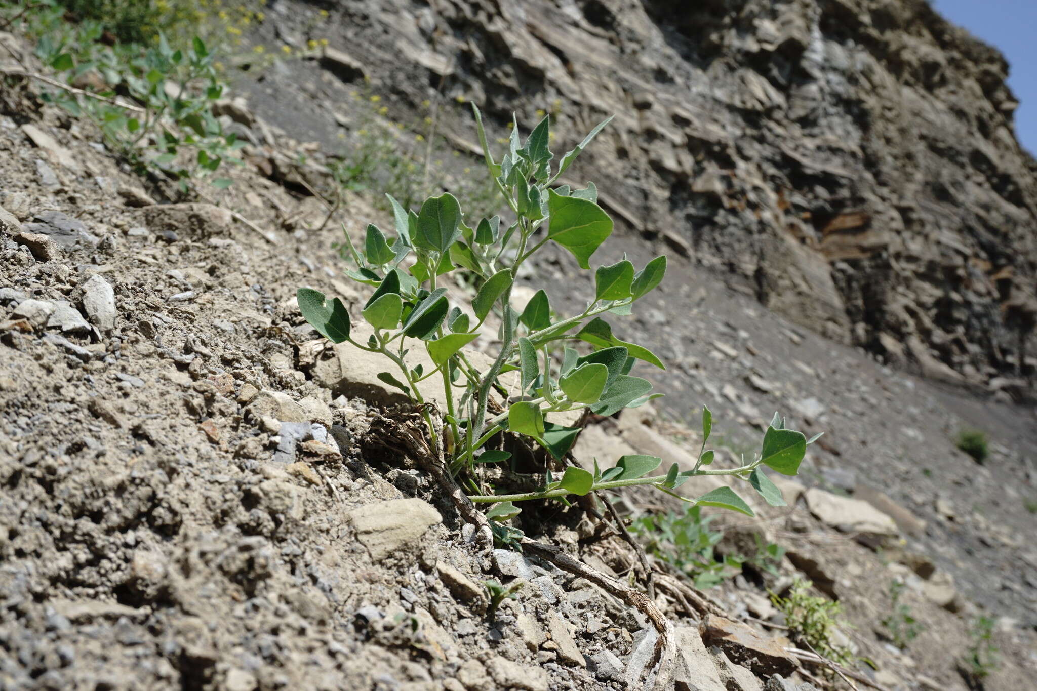 Image of Chenopodium sosnowskyi Kapeller