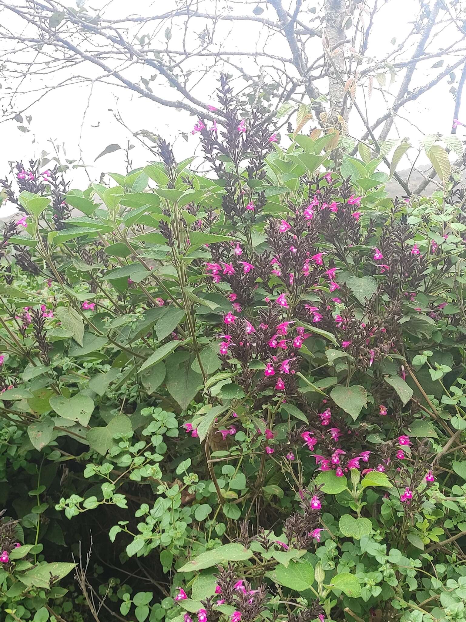 Image of Salvia sprucei Briq.