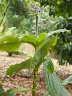 Image of Tinantia standleyi Steyerm.