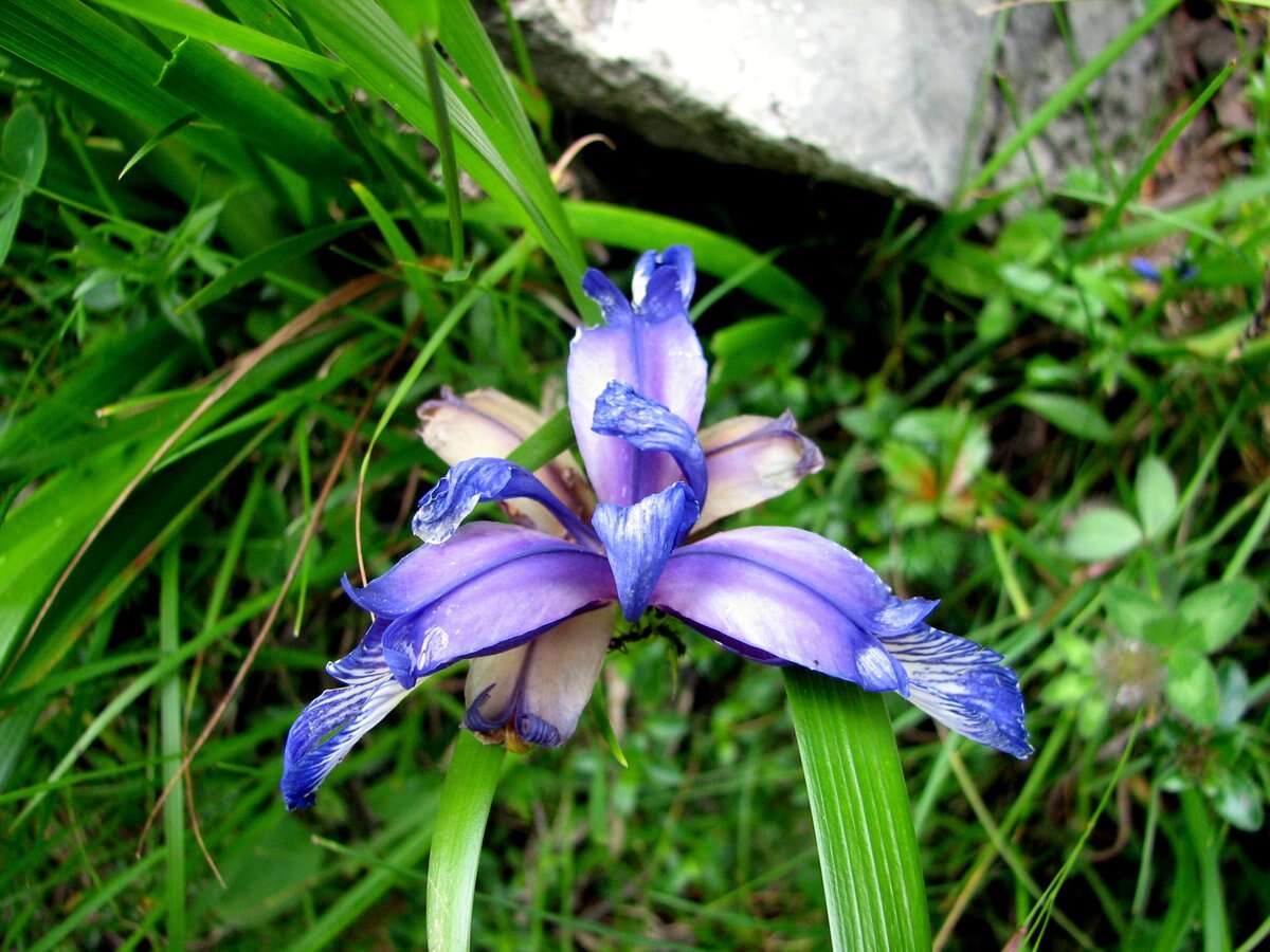 Image of Iris graminea L.