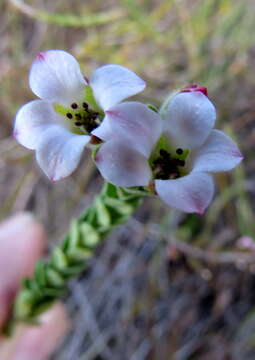 Image of Adenandra odoratissima Strid