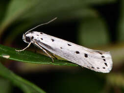 Image of Ethmia terminella Fletcher 1938