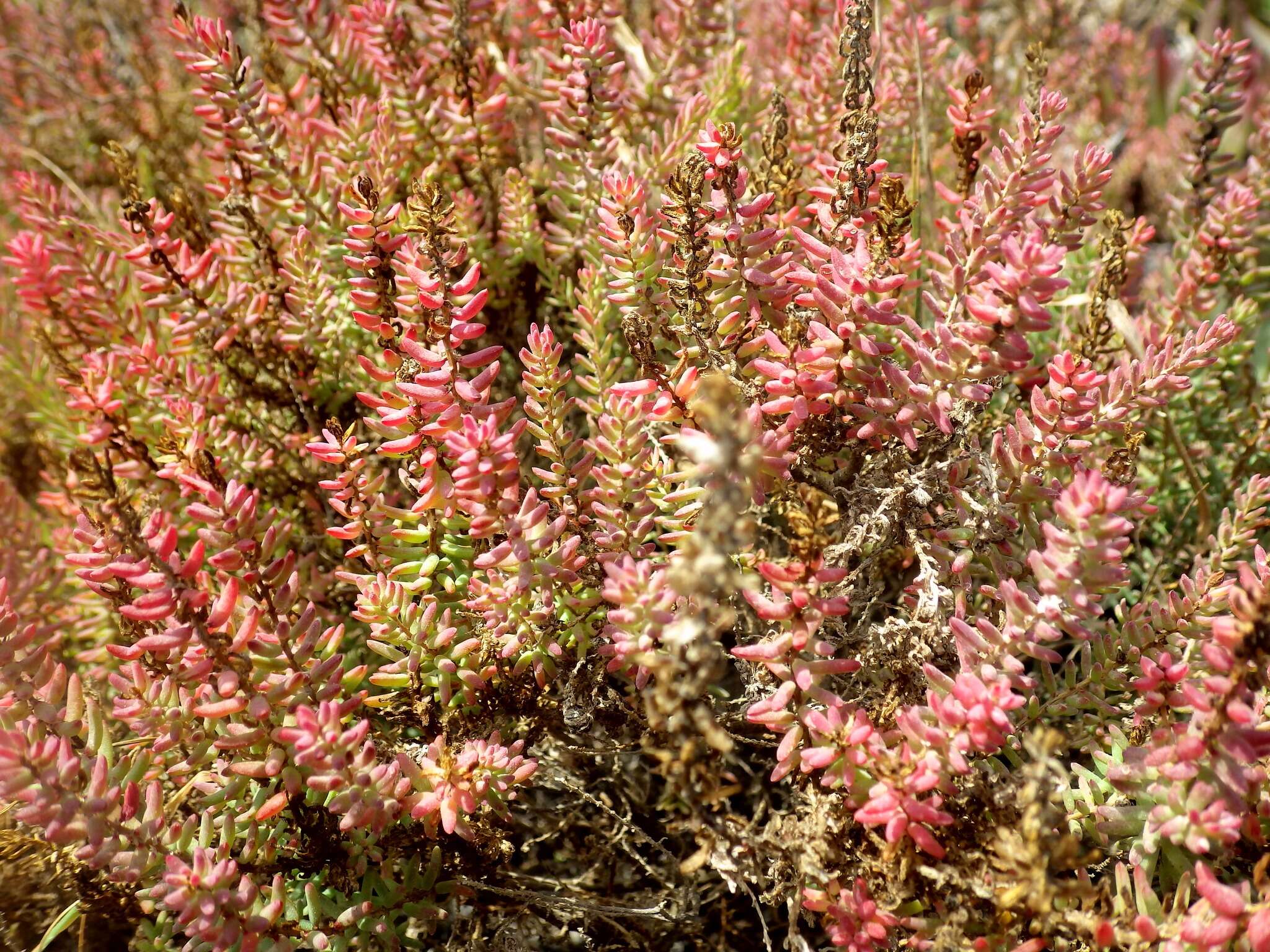 Image of alkali seepweed