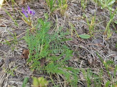 Image de Oxytropis altaica (Pall.) Pers.