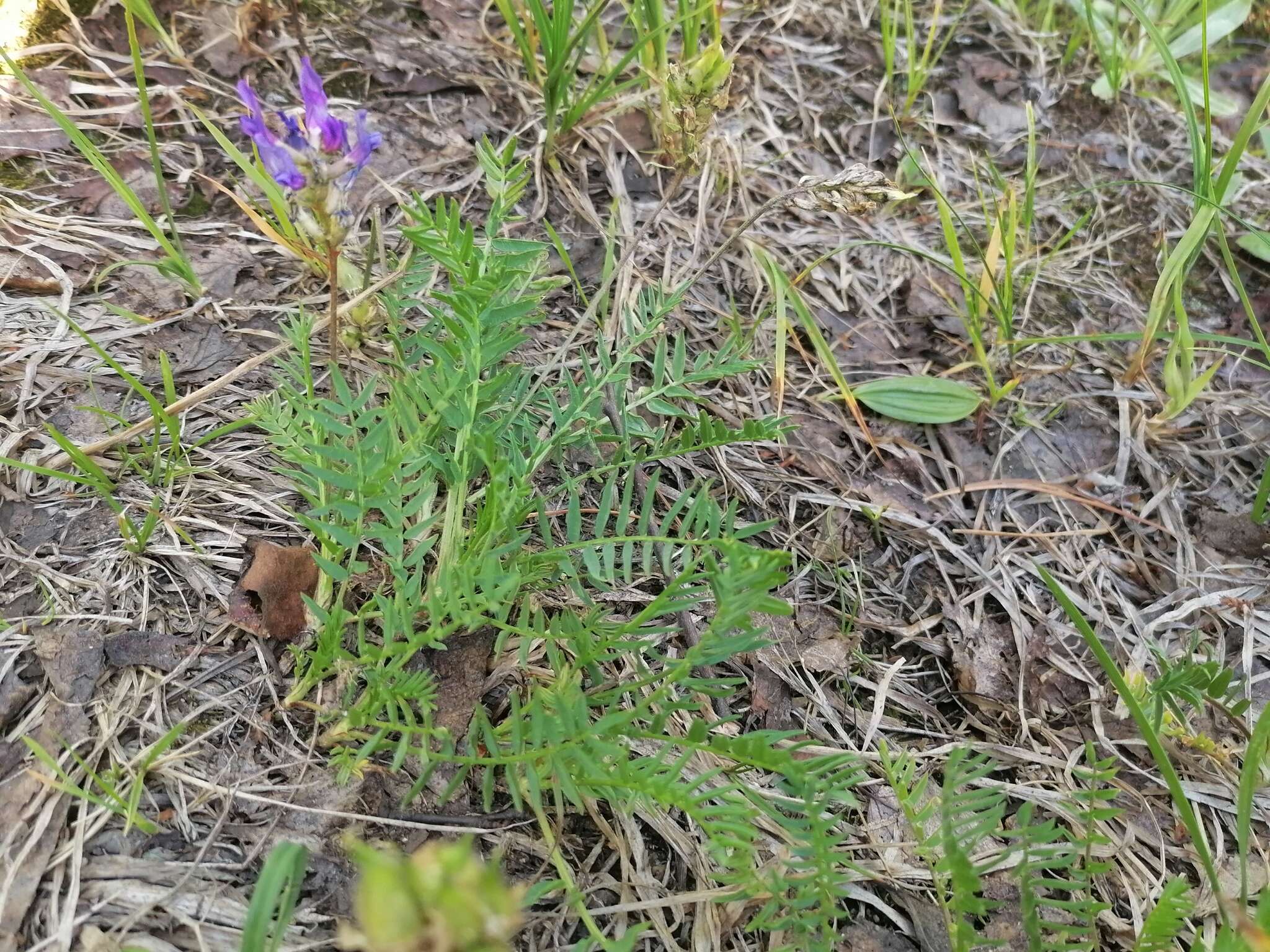 Image de Oxytropis altaica (Pall.) Pers.