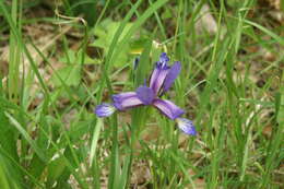 Image of Iris graminea L.