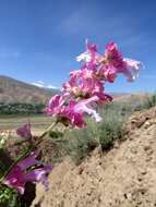 Image of Salvia bucharica Popov