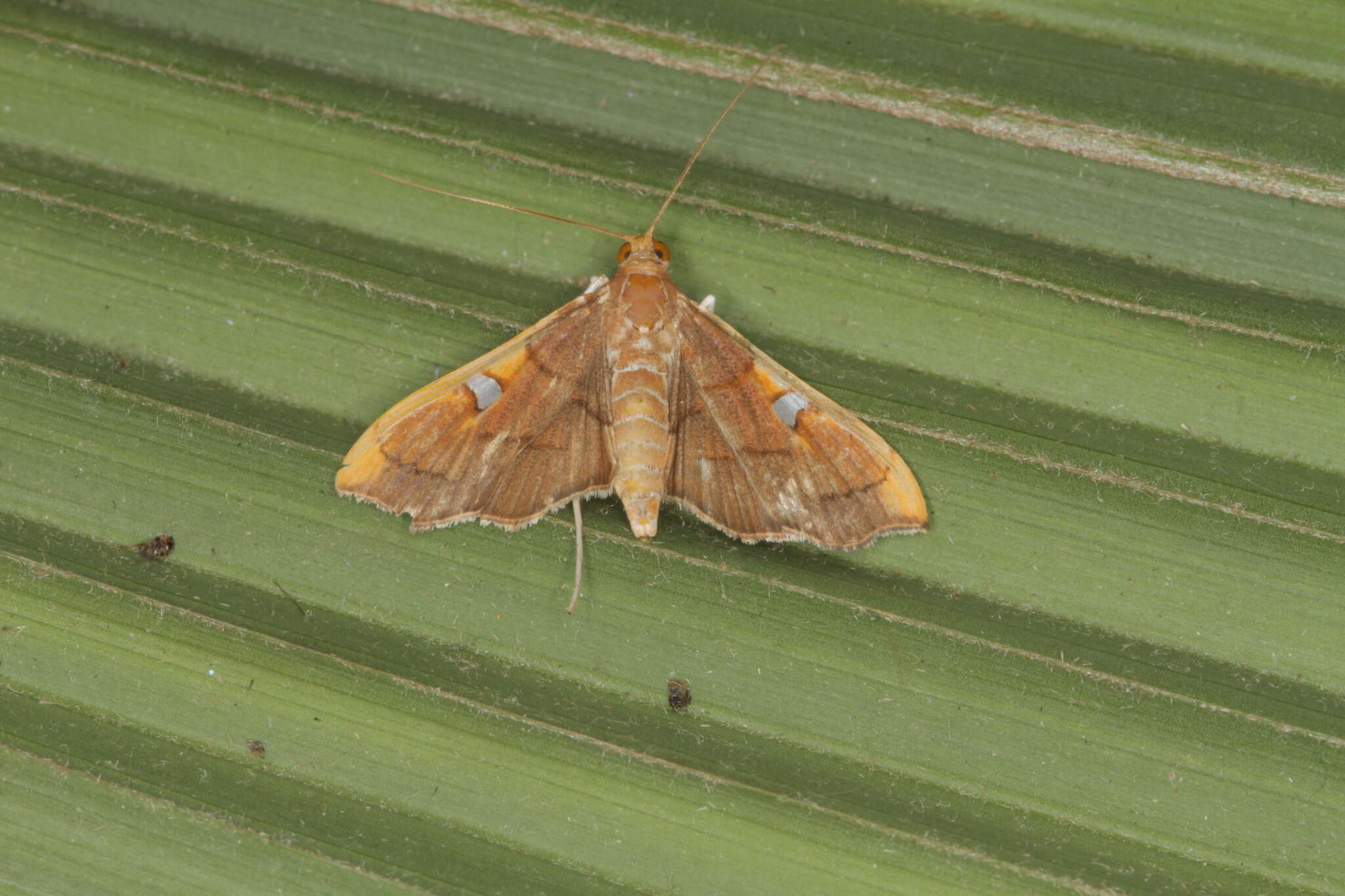 Слика од Coenostolopsis apicalis Lederer 1863