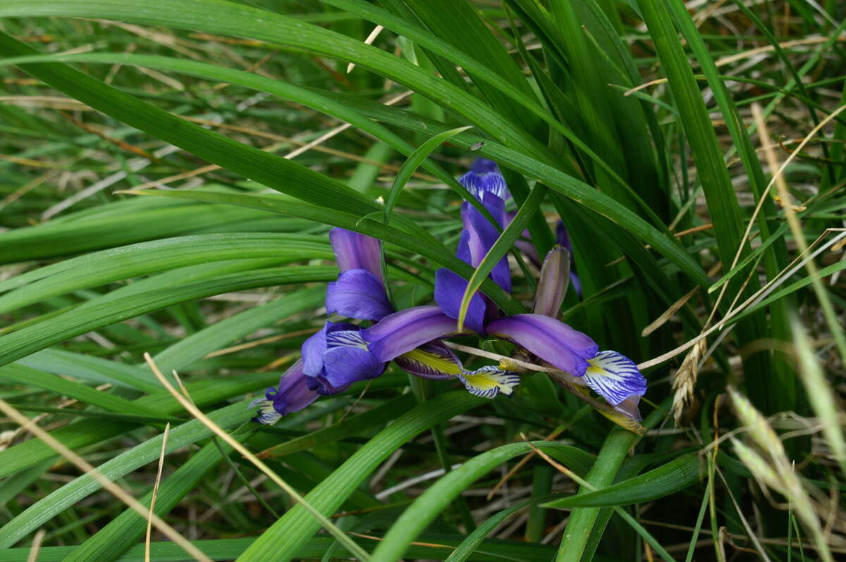 Image of Iris graminea L.