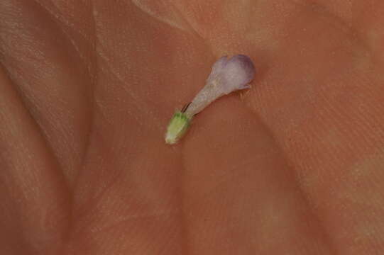 Image of Devil’s Bit Scabious