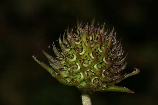 Image of Devil’s Bit Scabious