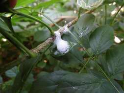 Image of Cape honeysuckle