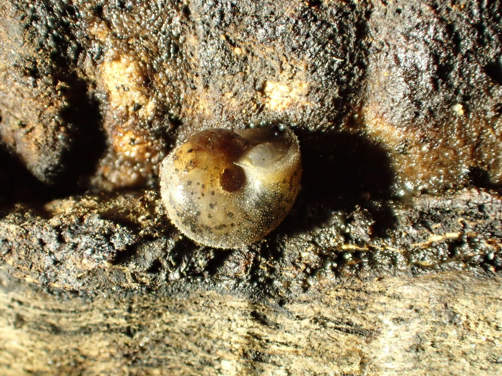 Image of Helminthoglypta petricola (S. S. Berry 1916)