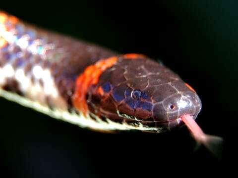 Image of Common Pipe Snake