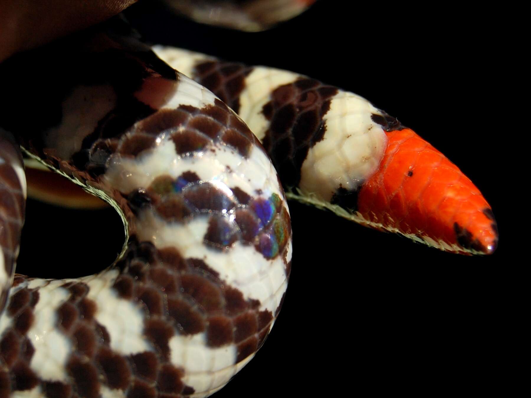 Image of Common Pipe Snake