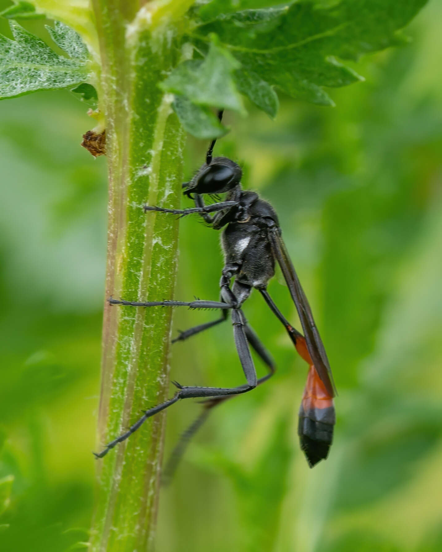 Image of Ammophila pubescens Curtis 1836