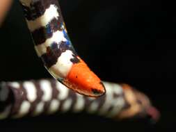 Asian pipe snakes - Encyclopedia of Life