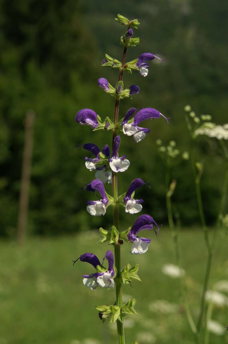 Imagem de Salvia pratensis L.