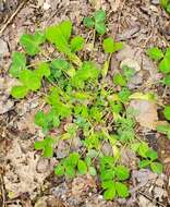 Image de Trifolium stoloniferum Muhl.