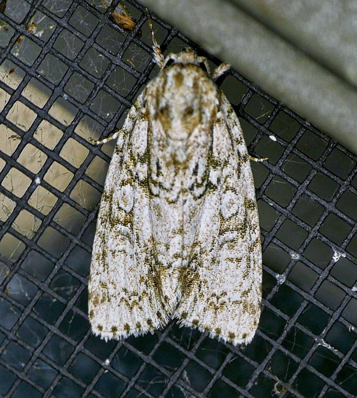 Acronicta retardata Walker 1861的圖片