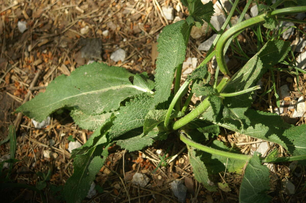 Imagem de Salvia pratensis L.