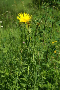 Image of Tragopogon orientalis L.