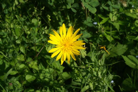 Image of Tragopogon orientalis L.