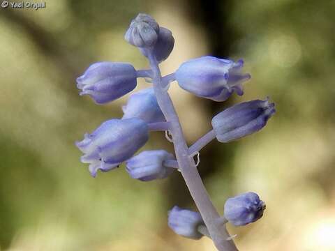 Image of Muscari parviflorum Desf.