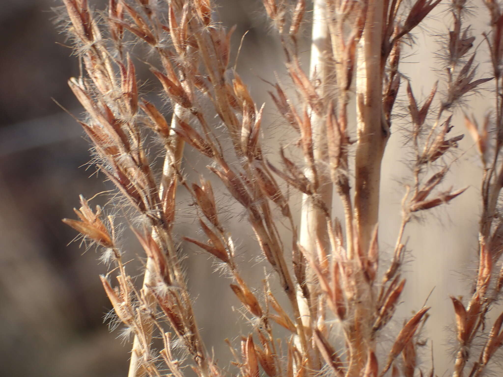 Imagem de Miscanthus junceus (Stapf) Pilg.