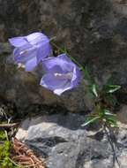 Image of Campanula cochleariifolia Lam.