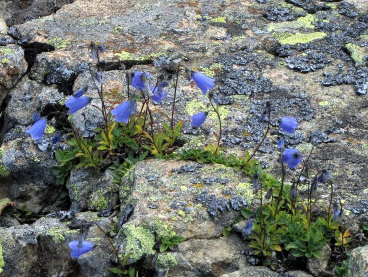 Image of Campanula cochleariifolia Lam.