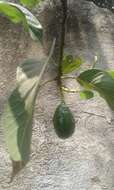 Image of avocado