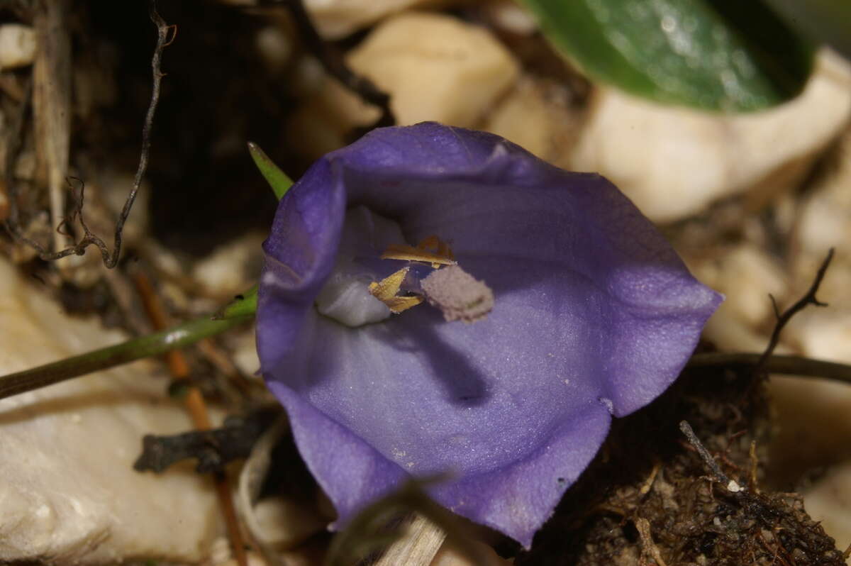 Image of Campanula cochleariifolia Lam.