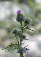 Image of Spear Thistle